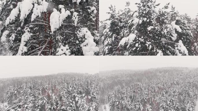 大雪中的松树对森林景观的影响