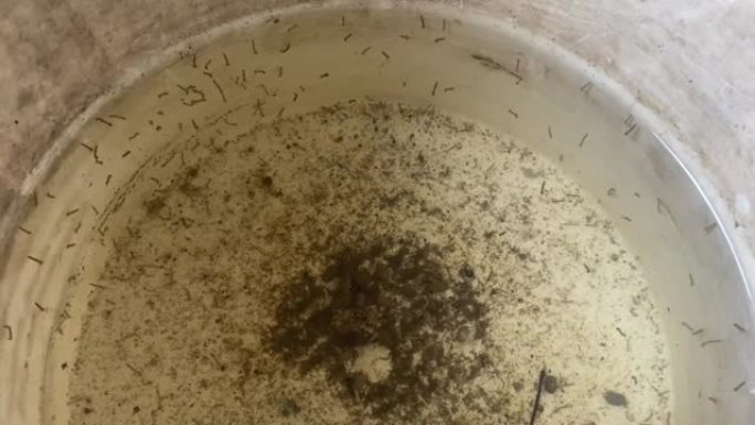 塑料罐中的蚊子幼虫
