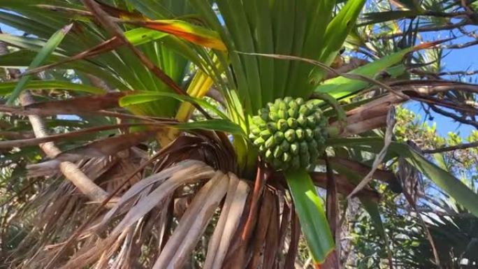 露兜树水果，常见的螺旋松，在留尼汪岛的鸭舌帽中