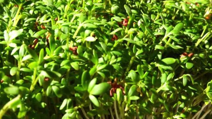 鲜艳的绿色豆瓣菜生长在明亮的特写镜头中