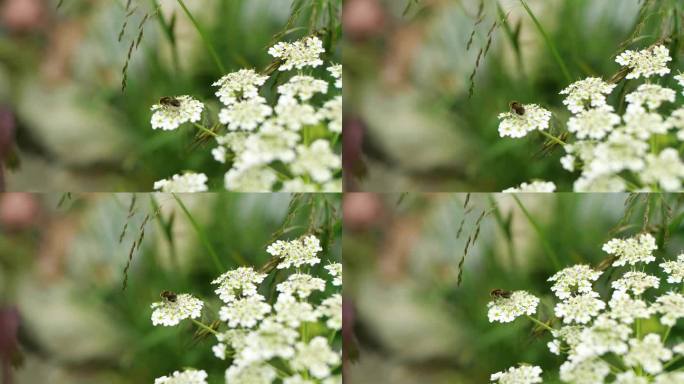 采蜜 野花 花朵 野生植物 野草环境保护