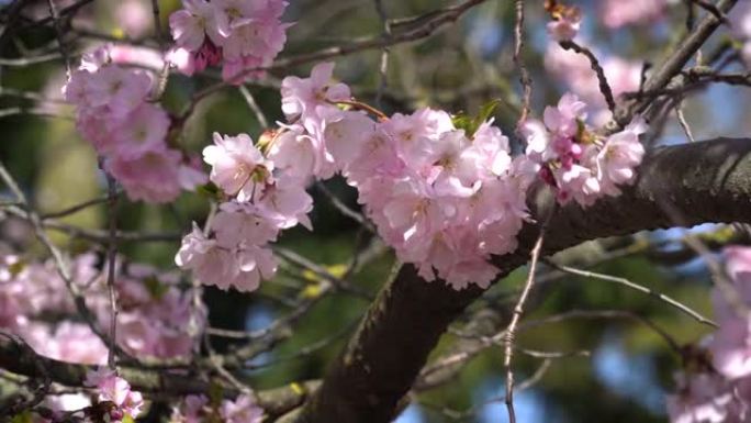 樱花樱花、4月、樱桃树
