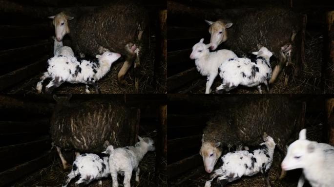 顽固的羊肉从绵羊的乳房中喝牛奶，4k