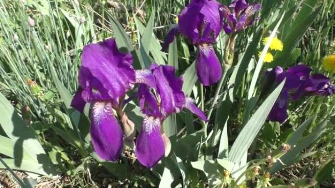 鸢尾属 (Iris) 是多年生根状植物的一个属。虹膜遍布各大洲。该属包含约800种，具有丰富的形状和