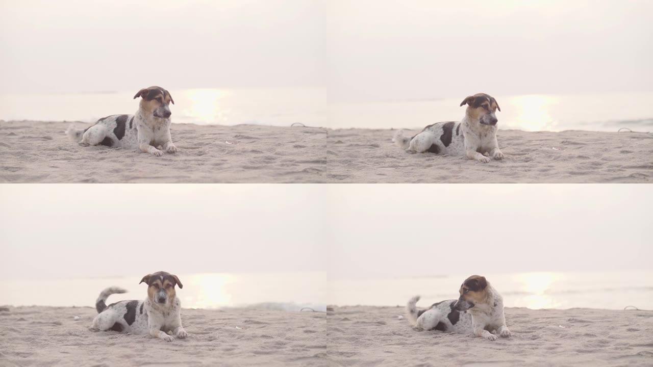 一只狗坐在海滩上。
