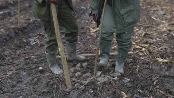 踩在泥炭地土壤上固定种植的树苗
