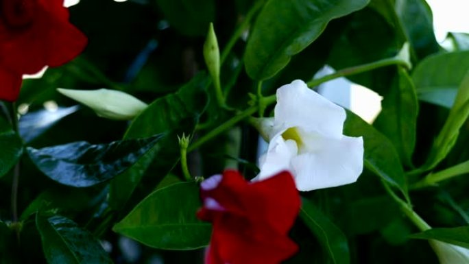 白色开花植物特写