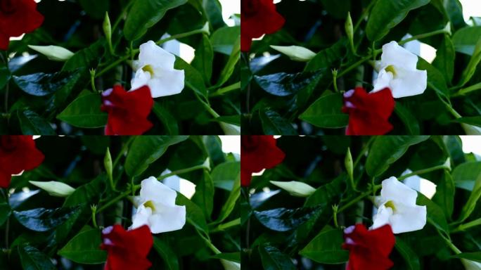 白色开花植物特写