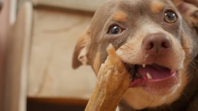 一只可爱的吉娃娃狗啃骨头。狗。这只狗正在吃骨头。4K