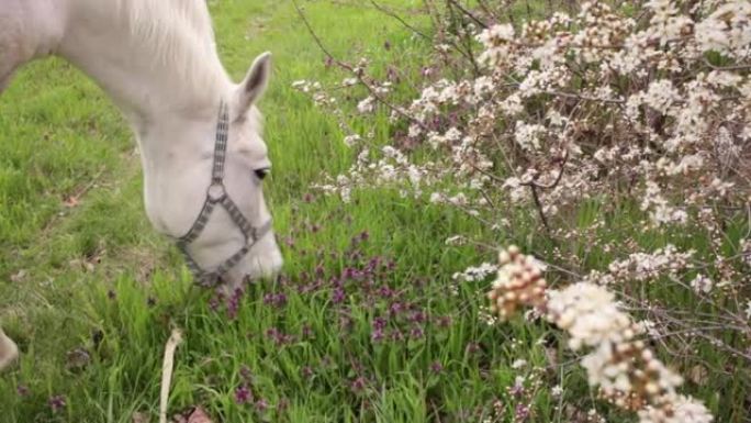一匹白马在草地上吃绿草。多云晴朗的天空。大自然樱花，有花的树，春天