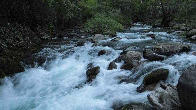 原始森林清澈溪涧流水