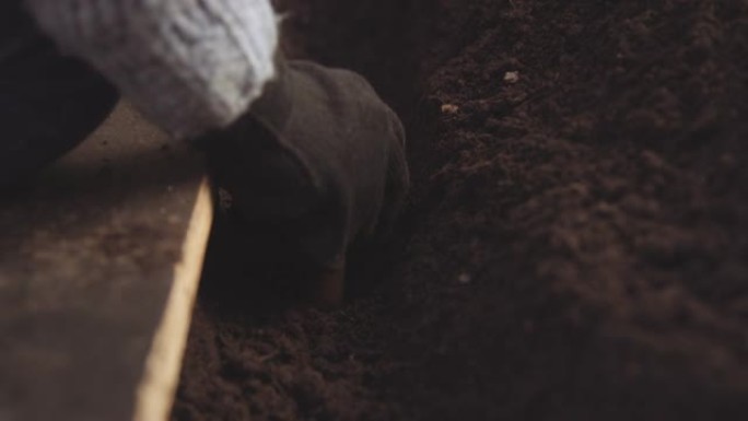 园丁在土壤中种植土豆