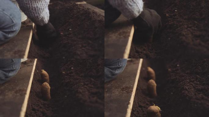 园丁在土壤中种植土豆