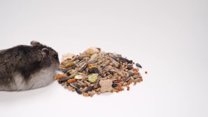 仓鼠在白色背景上吃饲料颗粒或种子混合物。宠物店
