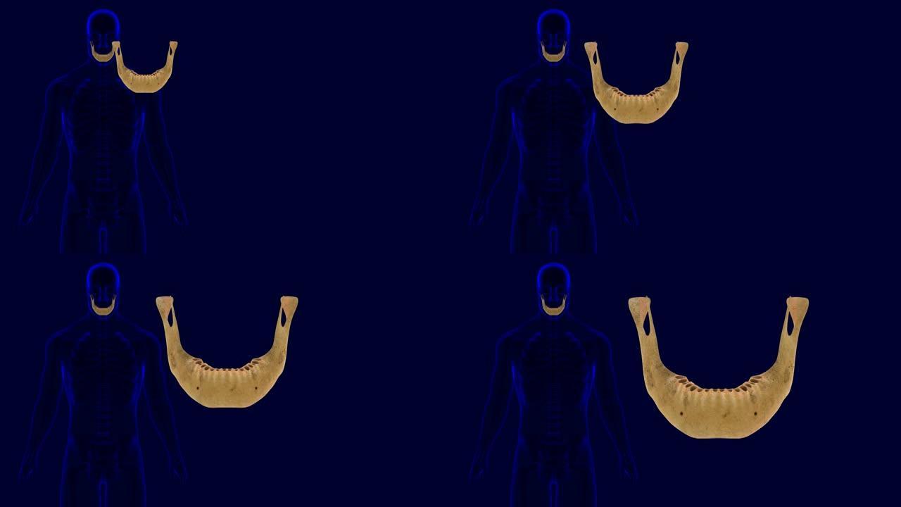 人体骨骼颅骨下颌骨解剖3D插图