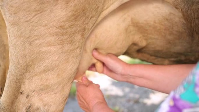 女人的手在特写镜头中挤奶奶牛的乳房。手工制作，家庭主妇，生产