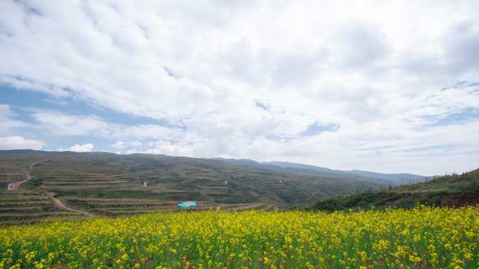 油菜花蓝天白云航拍延时实拍视频