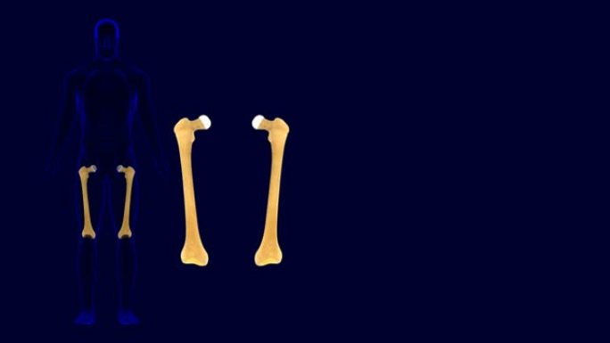 人体骨骼股骨骨骼解剖3D插图