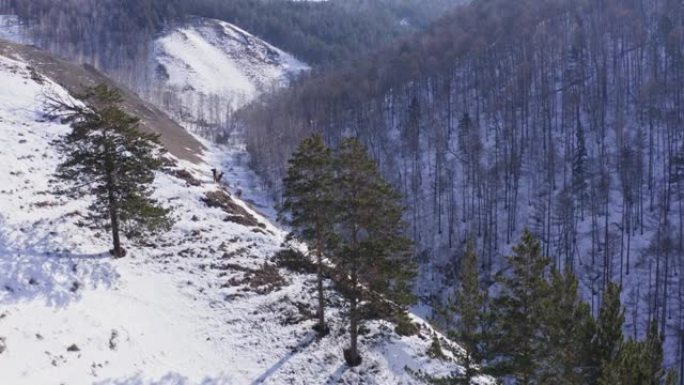 在克拉斯诺亚尔斯克自然保护区Stolby的山脉上放牧的三个野生marals的鸟瞰图。