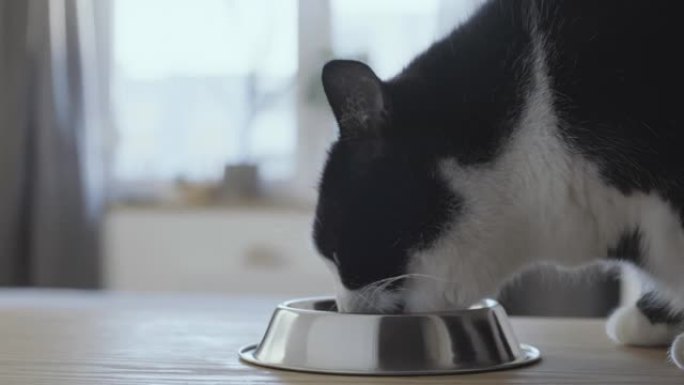猫白天在灯光室的金属碗特写镜头中吃食物。成年饥饿的猫咪从桌子上的盘子里喂食。舔着向上看的大猫。窗户里