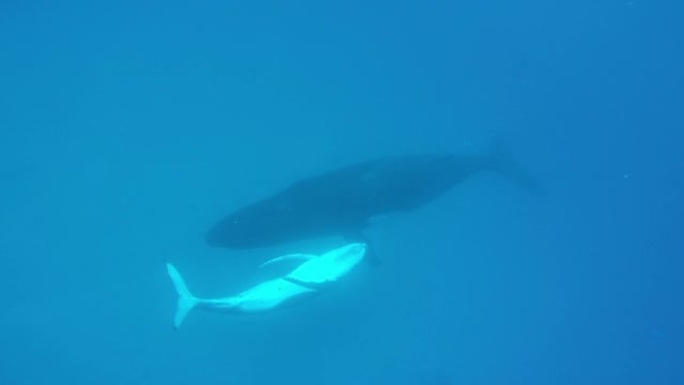 新生的座头鲸孩子在太平洋水下的母亲旁边游泳。