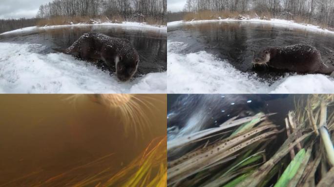 冬季水下欧亚水獭 (Lutra lutra)-白俄罗斯动作相机