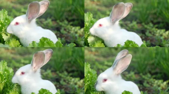 白兔在绿草中，兔子吃草