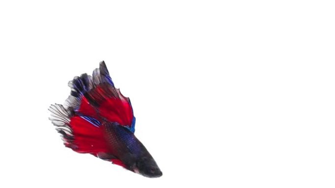 暹罗斗鱼 (Betta splendens)