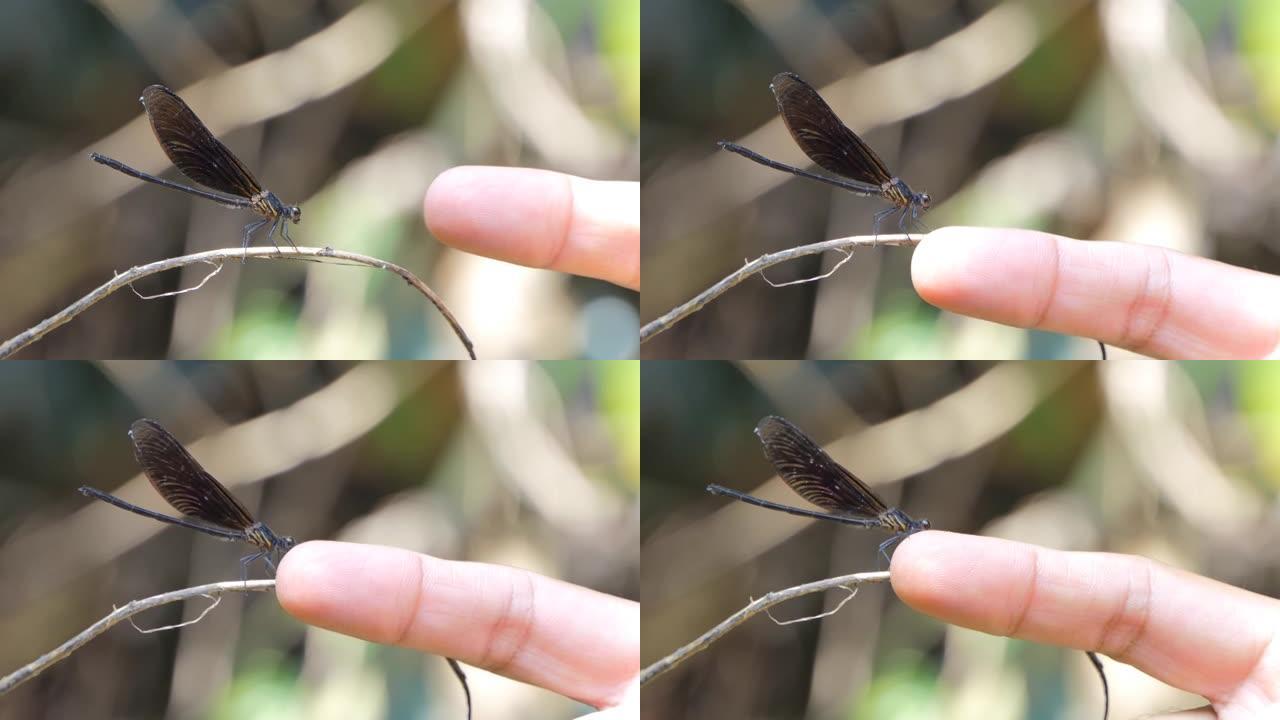 手指人类触摸黑蜻蜓。