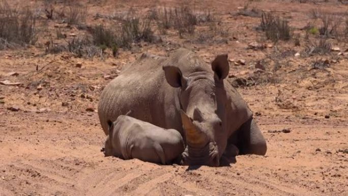 一群白犀牛在非洲一起睡在阳光下
