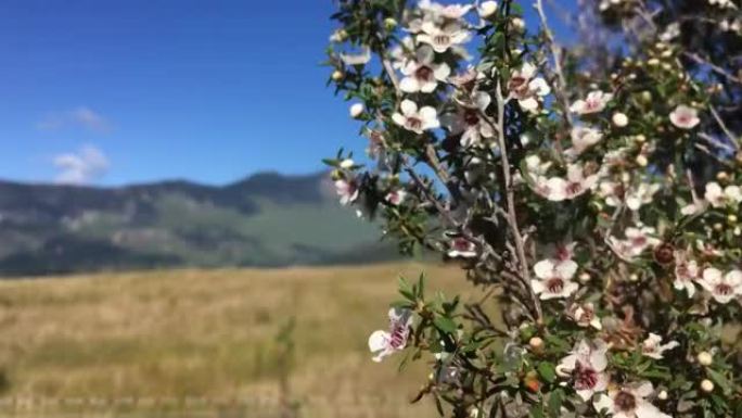 风中的麦卢卡茶树花