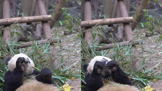 大熊猫 进食