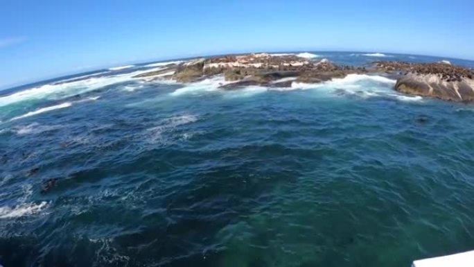 南非开普敦附近的海豹岛乘船旅行野生动物哺乳动物殖民地广角晴朗的蓝天