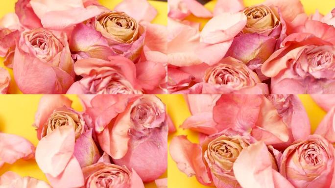 花瓣掉落的枯萎的角玫瑰芽的特写镜头。粉红玫瑰正在旋转。死花的主题。假期结束。植物的死亡。选择性聚焦，