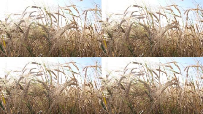 大麦田。金大麦的胡须特写。美丽的乡村景观。收获和收获概念