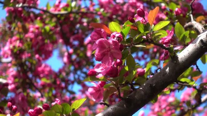 蜜蜂 (大黄蜂) 在苹果树花 (苹果蟹) 中收集花蜜。春天粉红色的桃枝开花，芬芳的花朵在轻风中摇曳。