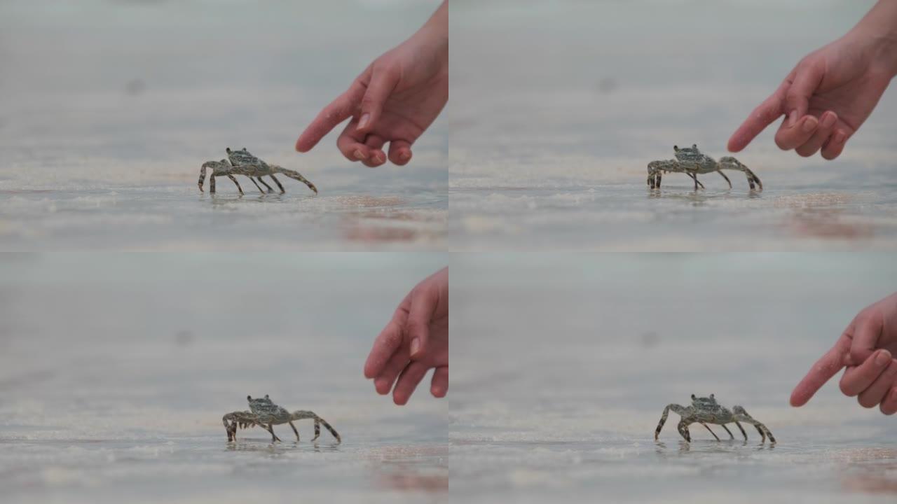 幽灵蟹在桑给巴尔海边的热带沙滩上爬行