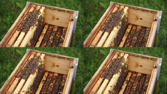 从顶部选择性关注蜂巢。上面有许多蜜蜂的木制蜜框。养蜂业概念。
