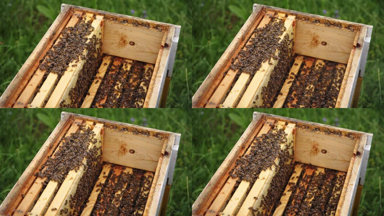 从顶部选择性关注蜂巢。上面有许多蜜蜂的木制蜜框。养蜂业概念。