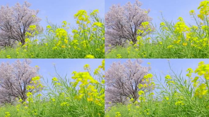 盛开的樱花和油菜花