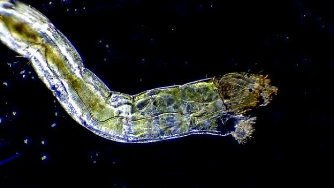 幼虫显微镜观察显微镜下微生物虫子虫卵生物