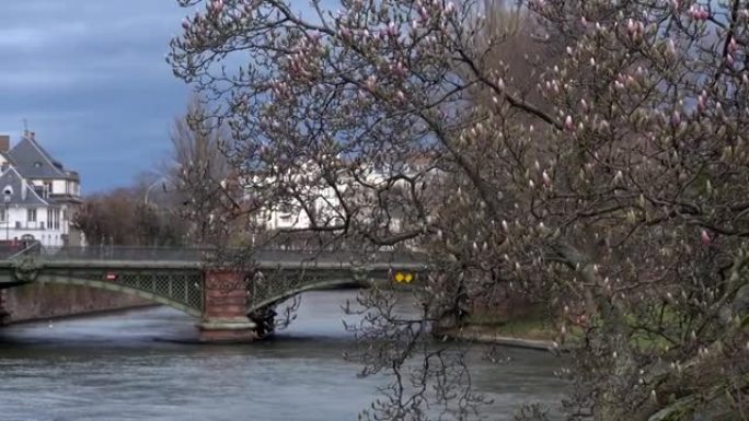 开始盛开的木兰树。春天在河岸开花的灌木丛树枝上的第一个粉红色花蕾，背景是河上的古老历史桥。法国斯特拉