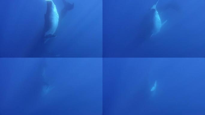 海洋水下海洋生物中的鲸鱼座头鲸巨型夜蛾。