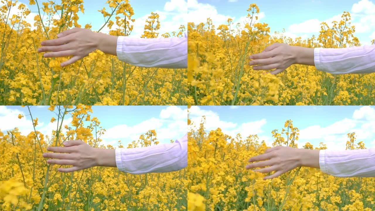 女人的手在田野里触摸油菜花的特写。
