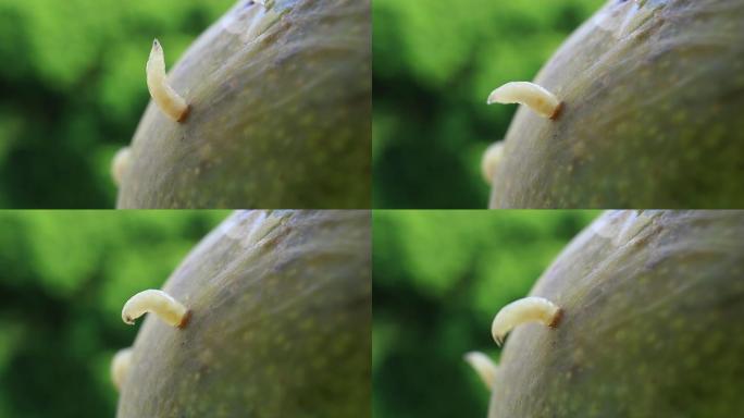 丰满的地中海果蝇或Medfly幼虫的特写镜头试图从成熟的芒果中出来