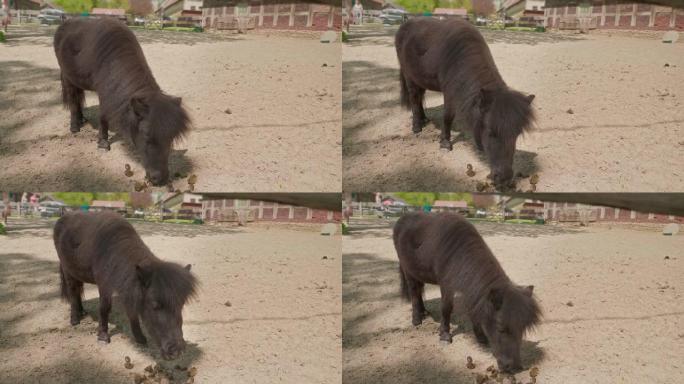 黑色，毛茸茸的微型马在HD的笔下进食的特写镜头