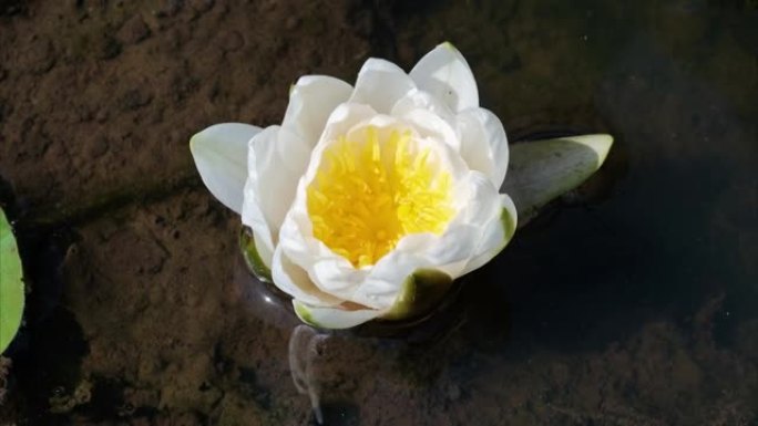 盛开的白色水合花从盛开回到芽的4k延时镜头，特写b卷镜头顶视图。