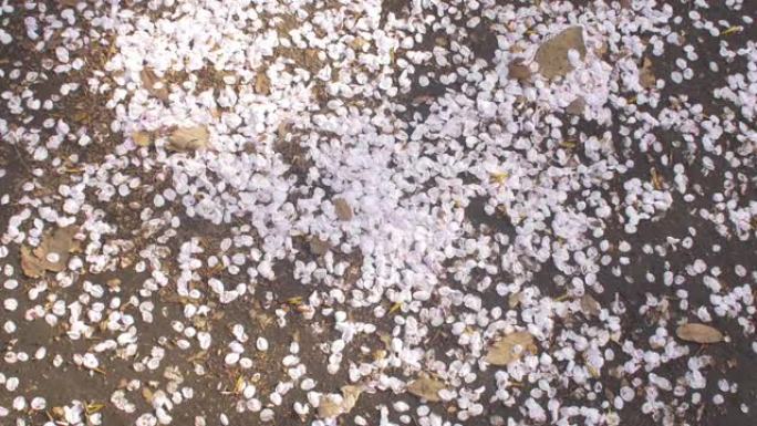 樱花樱花花瓣覆盖地面如雪