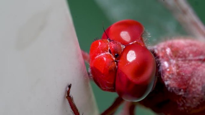 非常靠近眼睛和嘴巴的红脉飞镖或游牧 (Sympetrum fonscolombii) 蜻蜓的超宏观视