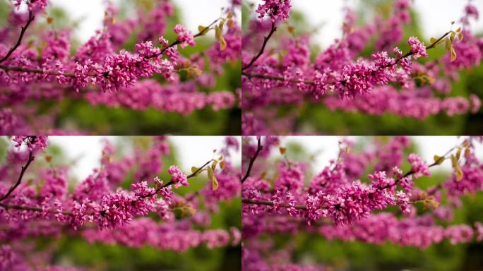 公园里开着粉红色花朵的犹大树枝的特写镜头。